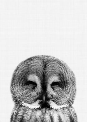 Owl Portrait BW