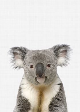 Koala Portrait