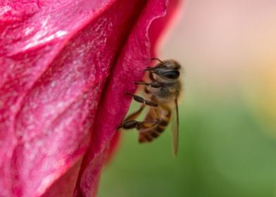 Honey Bee and Flower