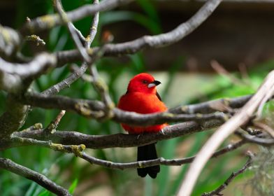 Crimson Bird