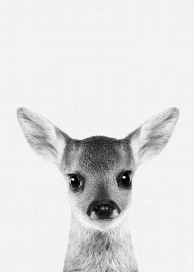 Fawn Portrait BW