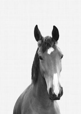 Horse Portrait BW