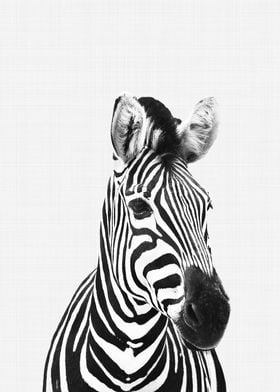 Zebra Portrait BW