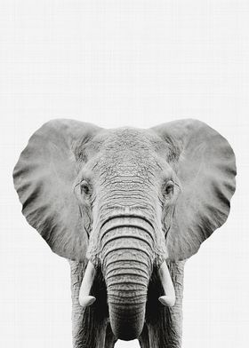 Elephant Portrait BW