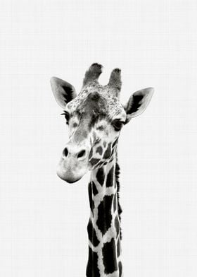 Giraffe Portrait BW