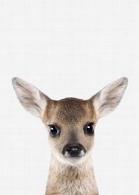 Fawn Portrait