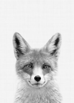 Fox BW