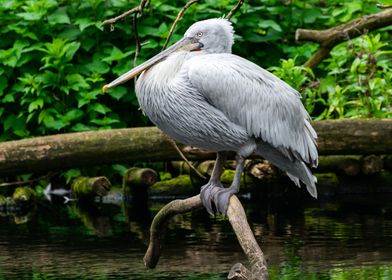 Dalmatian Pelican