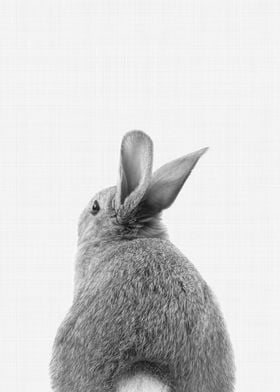 Rabbit Tail BW