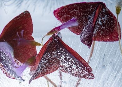 Red clover in ice 2