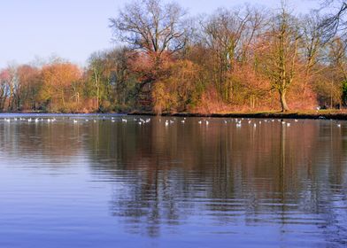 Autumn Lake