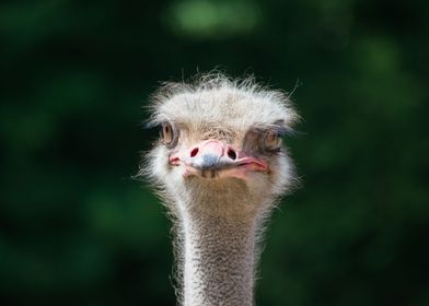 Fuzzy Ostrich