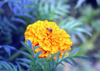 Bee on Flower