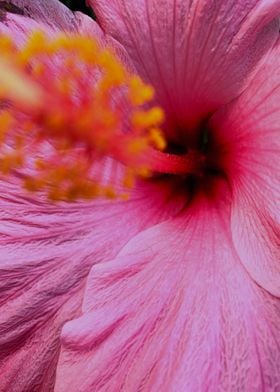 Pink Hibiscus