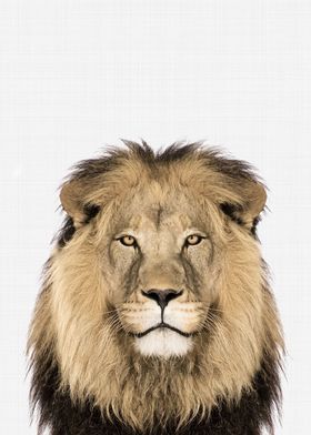 Lion Portrait