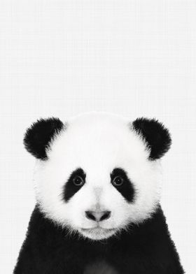 Panda Portrait BW