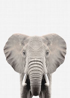 Elephant Portrait