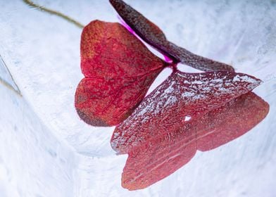 Red clover in ice 1