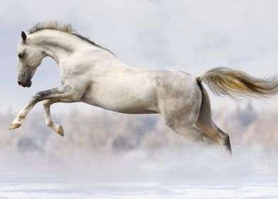 White running Horse