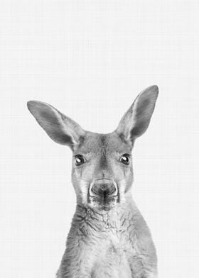 Kangaroo Portrait BW