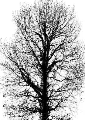 Tree in black