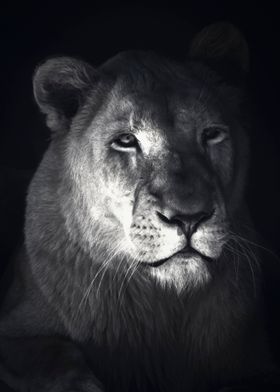 Lion head black and white 