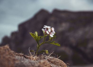 Lonely Sandy