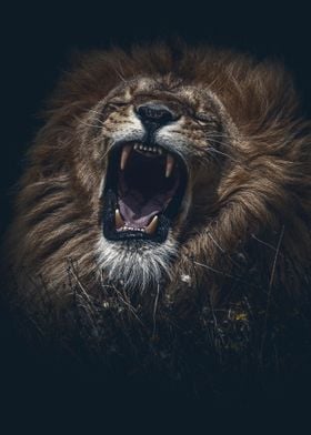 RaR wild lion head poster 