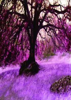 Purple Meadows