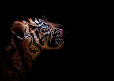 Sumatran Tiger Kitten