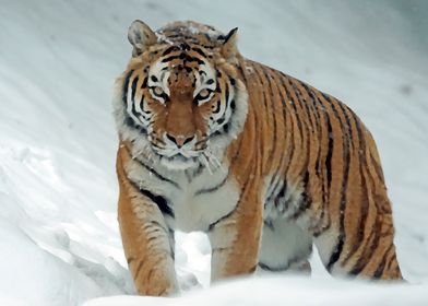 Watercolor Siberian Tiger