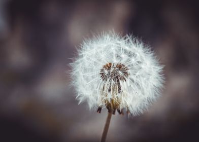 Dandelion