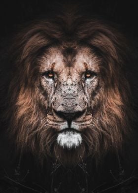 wild lion face poster  