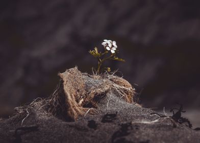 Lonely Sand Flower