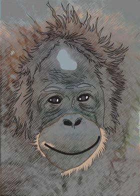 Orangutan