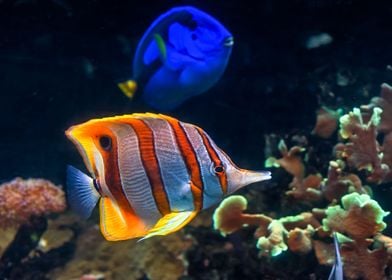 Copperband butterflyfish