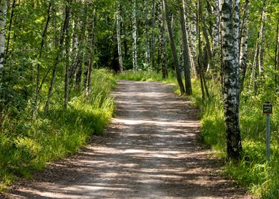 Forest pano 2 of 2 path