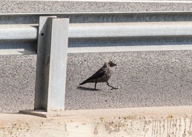 Crow walking on the road