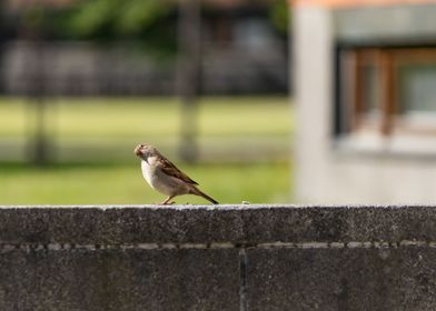 Curious Sparrow