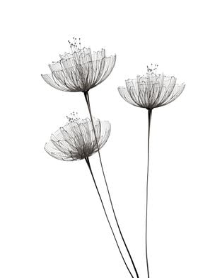 Minimalist flowers