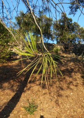 Pins spruce fir