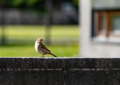 Sparrow on stone wall