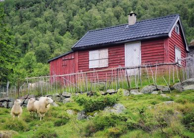 Red Cabin and Sheep