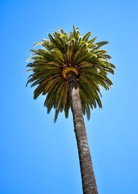 Palm Tree On Blue Skies Ba