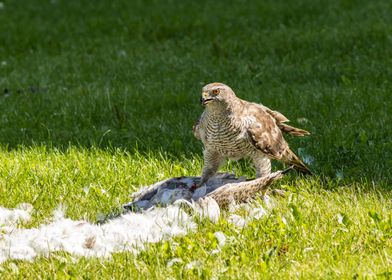 Angry bird vs angrier bird