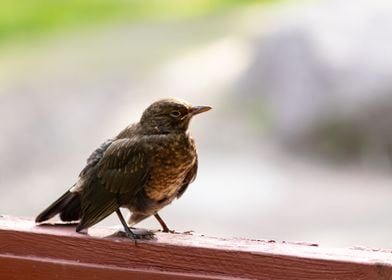 Young blackbird 1