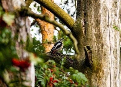 Woodpecker in the tree