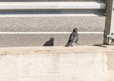 2 crows by the road