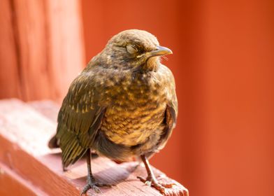 Young blackbird napping