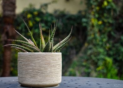 Zebra Haworthia Succulent 